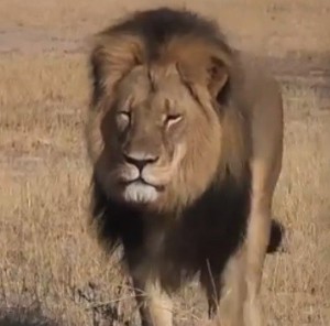 Cecil, Zimbabwe's protected lion (Internet photo)
