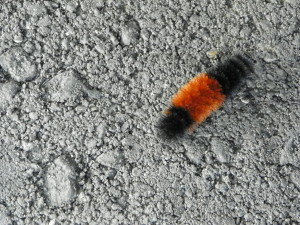 A woolly bear caterpillar near Horicon Marsh. Woolly bears have weather prediction ability, according to various legends. Some say the narrower the brown band, the harsher the coming winter will be Others say if the caterpillar is moving south, the weather will be bad. In this case, we can be hopeful in southern Wisconsin: it has a wide brown band and it was moving determinedly west. Photo by Gretchen Lord Anderson.