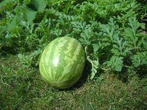 Watermelon vine (Internet photo)
