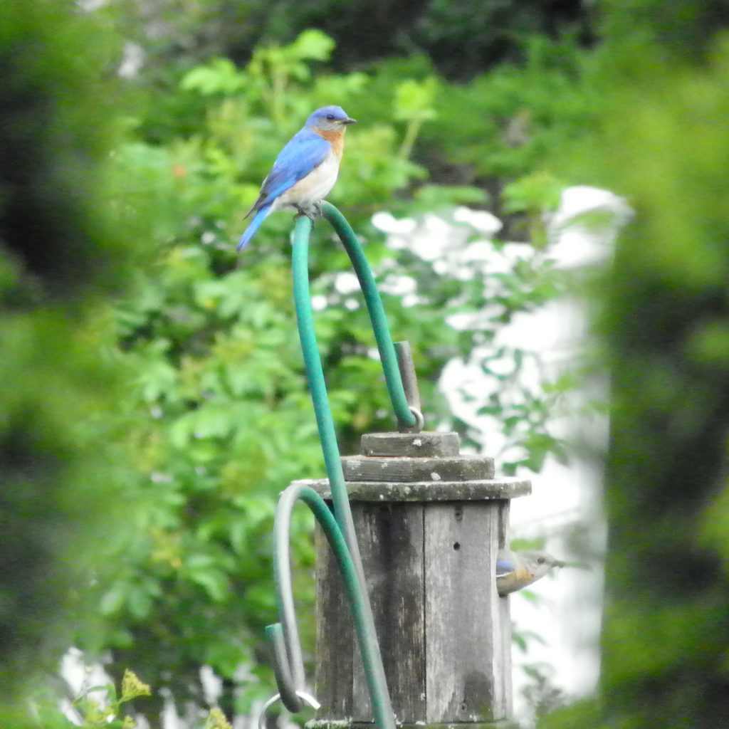 Lots of patience and a tripod. I didn't even see Mrs. Bluebird sticking her head out of the house until I blew up the photo. [Gretchen Lord Anderson photo]
